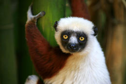 Sifaka Coquerelův (Propithecus coquereli), Madagaskar