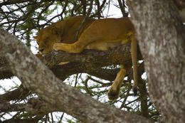 Lvice, Serengeti, Tanzánie, Afrika