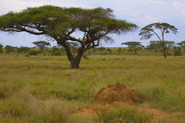 Serengeti, Tanzánie, Afrika