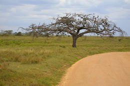 Serengeti, Tanzánie, Afrika