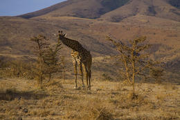 Žirafa, Akácie, Ngorongoro, Tanzánie, Afrika