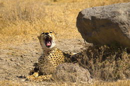 Gepard, národní park Ngorongoro, Tanzánie, Afrika