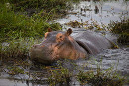 Hroch, národní park Chobe, Botswana, Afrika