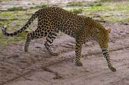 Leopard, národní park Okawango, Botswana, Afrika