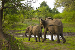 Slon africký, národní park Luangwa, Zambie, Afrika