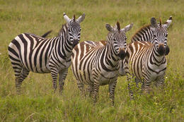 Zebry, národní park Serengeti, Tanzánie, Afrika