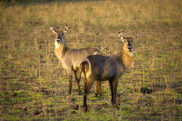 Vodušky, národní park Luangwa, Zambie, Afrika