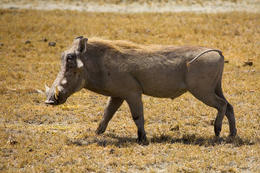 Prase bradavičnaté, národní park, Ngorongoro, Tanzánie, Afrika