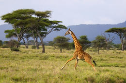 Žirafa, národní park Serengeti, Tanzánie, Afrika