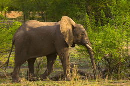 Slon africký, národní park Luangwa, Zambie, Afrika