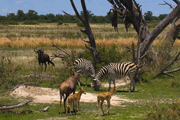 Zebra, buvolec modrý, národní park Okawango, Botswana, Afrika