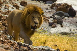 Národní park Ngorongoro, Tanzánie, Afrika