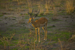 Impala, národní park Luangwa, Zambie, Afrika