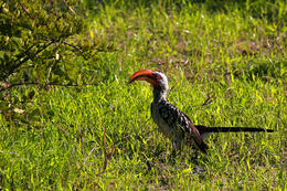 Zoborožec rudozobý, Národní park Okawango, Botswana, Afrika