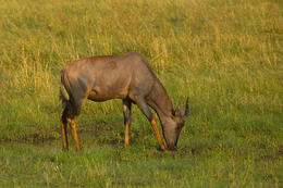 Buvolec modrý, národní park Okawango, Botswana, Afrika