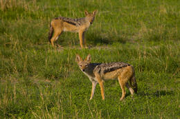 Šakal, národní park Okawango, Botswana, Afrika