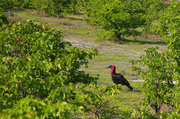 Zoborožec kaferský, národní park Okawango, Botswana, Afrika