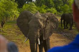 Slon africký, národní park Luangwa, Zambie, Afrika