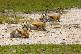 Antilopa skákavá, národní park Etoša, Namibie, Afrika