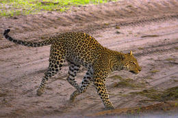 Leopard, národní park Okawango, Botswana, Afrika