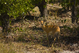 Oribi, národní park Okawango, Botswana, Afrika