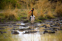 Čáp sedlatý, národní park Luangwa, Zambie, Afrika