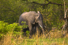 Slon africký, národní park Luangwa, Zambie, Afrika