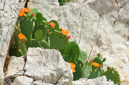 Kvetoucí opuncie, skály Ručica, ostrov Pag. Chorvatsko