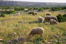 Výroba Pažského sýru, ostrov Pag