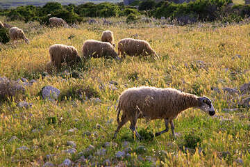 Výroba Pažského sýru, ostrov Pag