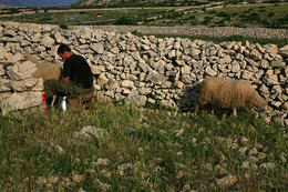 Výroba Pažského sýru, ostrov Pag