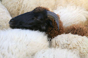 Výroba Pažského sýru, ostrov Pag