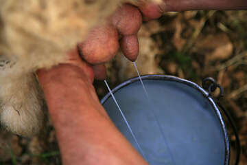 Výroba Pažského sýru, ostrov Pag