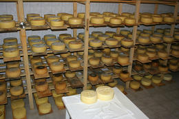 Výroba Pažského sýru, ostrov Pag