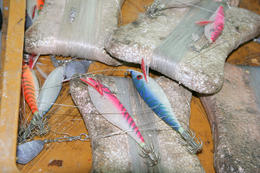 Lov olihní v Chorvatsku