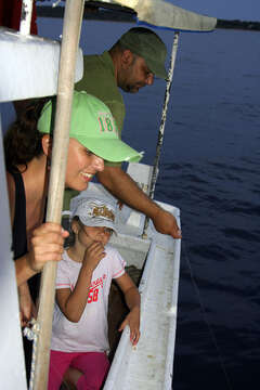 Lov olihní v Chorvatsku