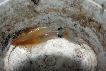 Lov olihní v Chorvatsku