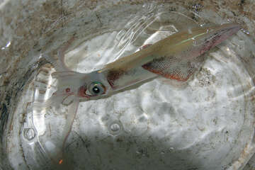 Lov olihní v Chorvatsku