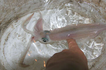 Lov olihní v Chorvatsku