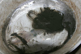 Lov olihní v Chorvatsku