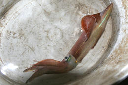 Lov olihní v Chorvatsku