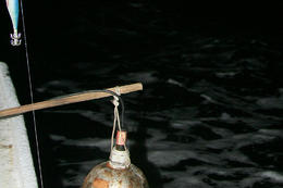 Lov olihní v Chorvatsku