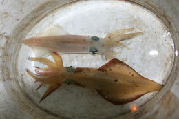 Lov olihní v Chorvatsku