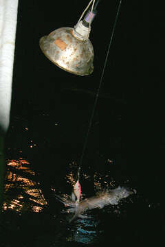 Lov olihní v Chorvatsku