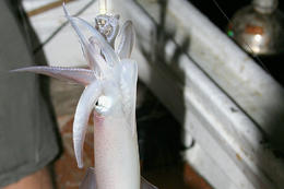 Lov olihní v Chorvatsku