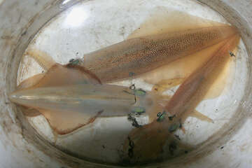 Lov olihní v Chorvatsku