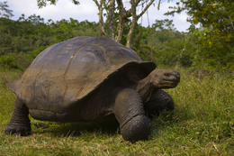 Želva sloní, Galapágy, Ekvádor
