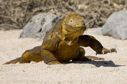 Leguán galapážský, Galapágy, Ekvádor