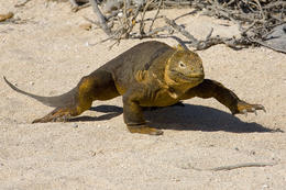 Leguán galapážský, Galapágy, Ekvádor