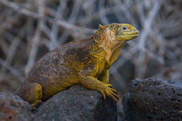 Leguán galapážský, Galapágy, Ekvádor
